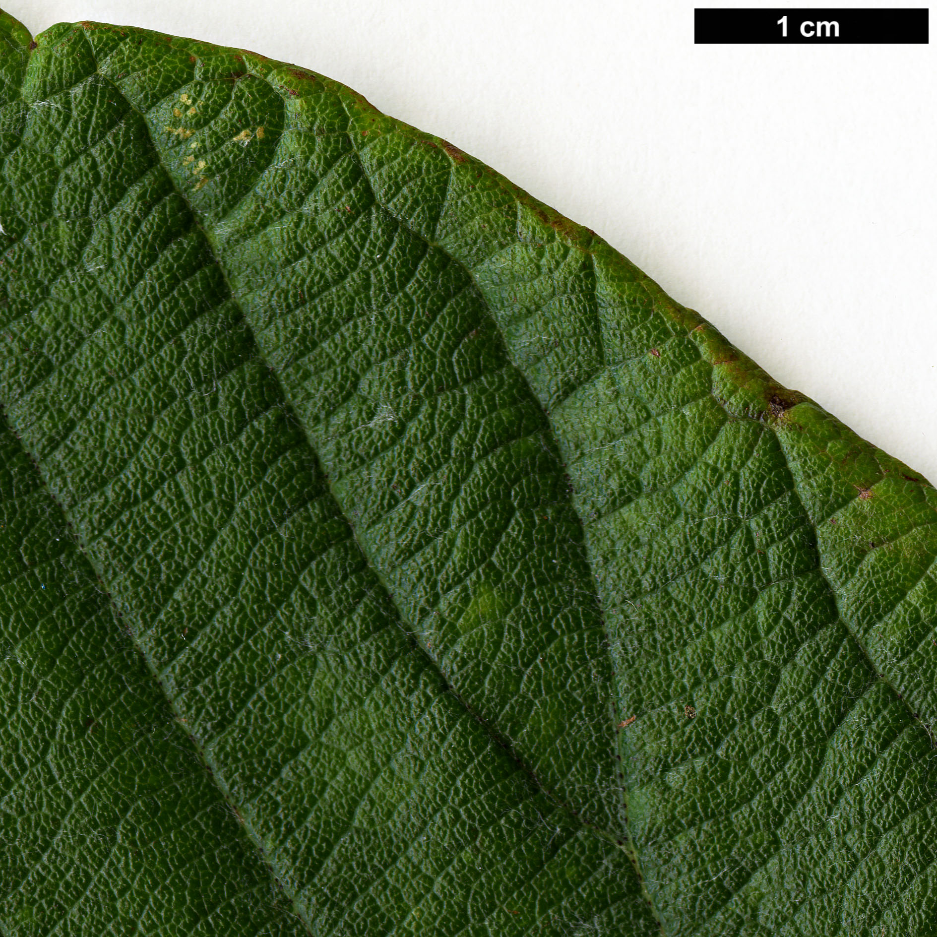 High resolution image: Family: Rosaceae - Genus: Sorbus - Taxon: sharmae